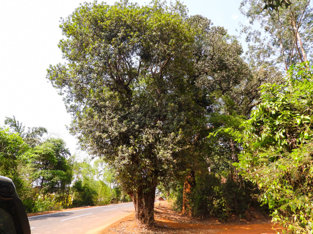 Xantolis tomentosa tree