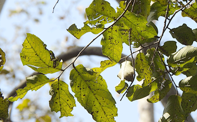 Millusa tomentosa-Leaf