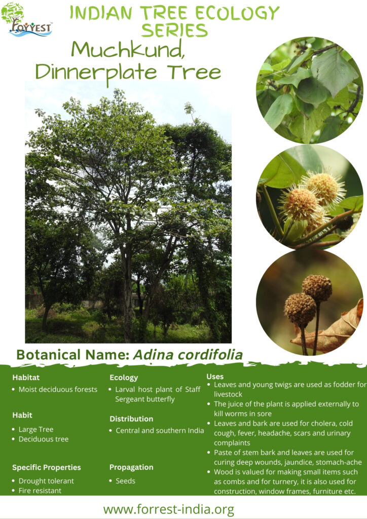 Adina cordifolia Tree ecology