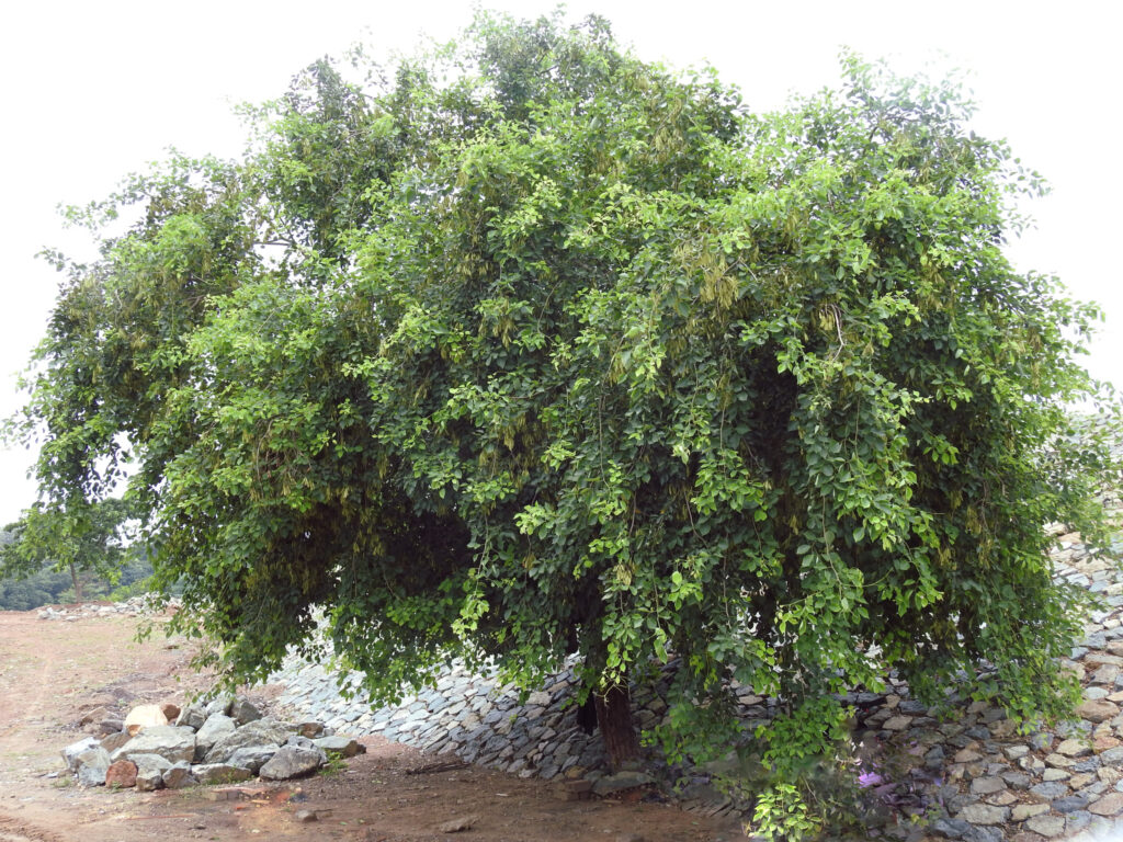 Dalbergia sissoo shisham tree