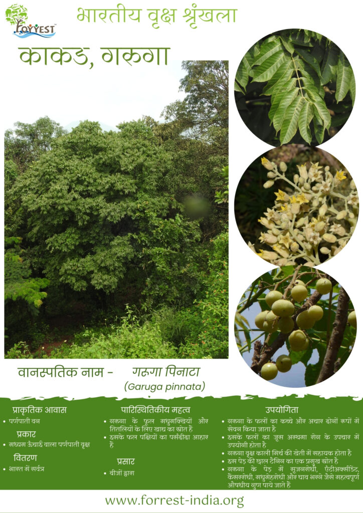 Garuga pinnata Tree series Hindi