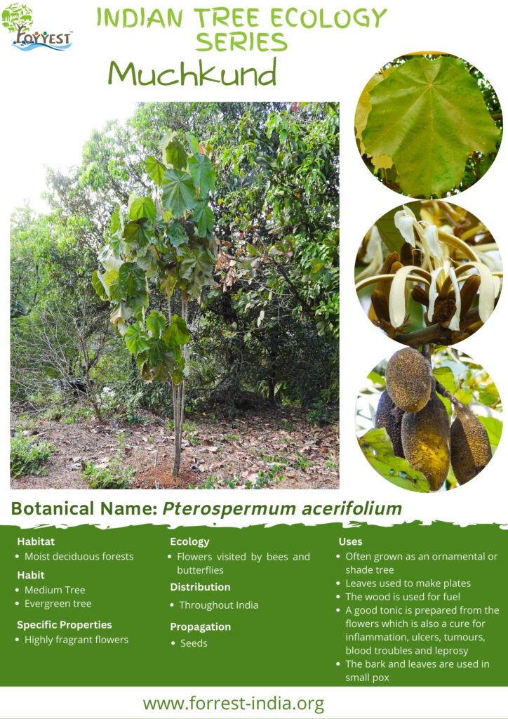 Pterospermum acerifolium Tree ecology