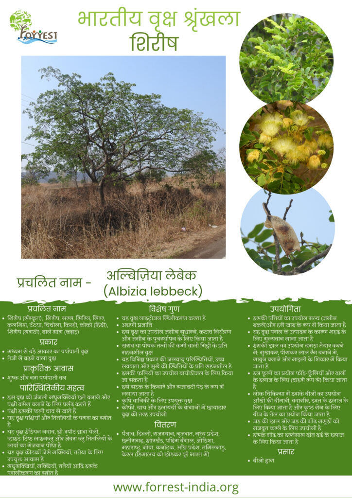 Albizia lebbeck _TES_Hindi