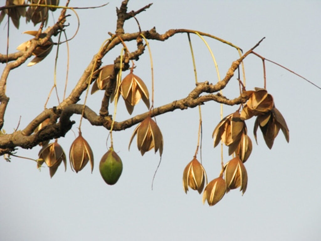 Fruit Soymida febrifuga