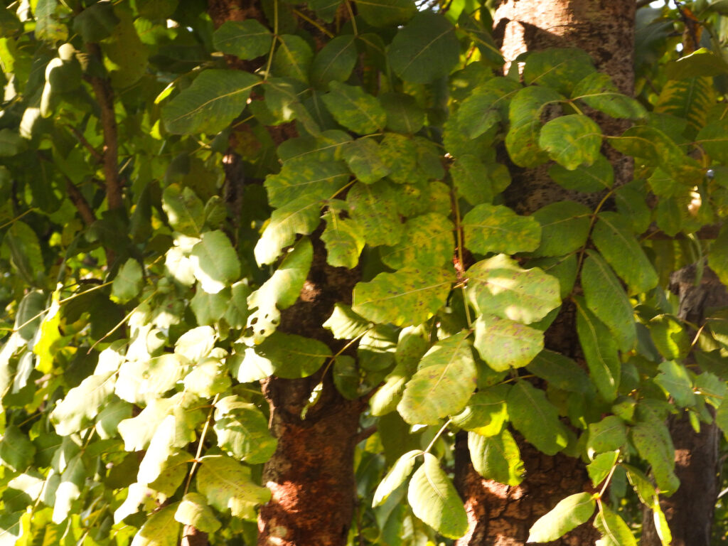 Leaves Soymida febrifuga