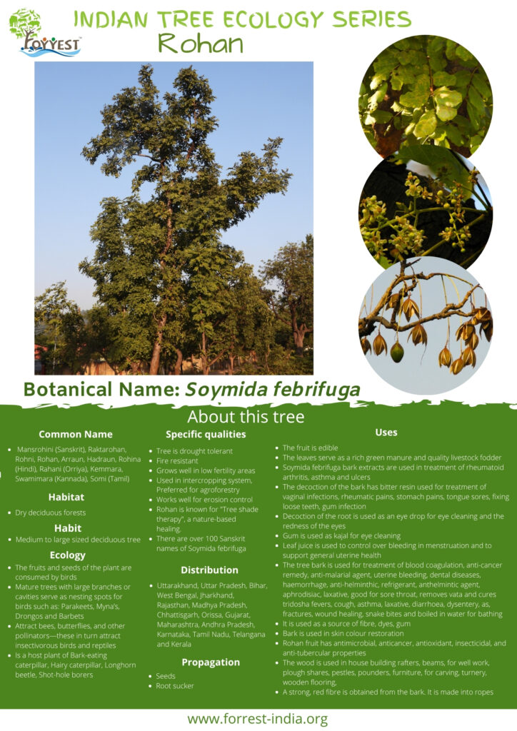 Soymida febrifuga Eng_TES