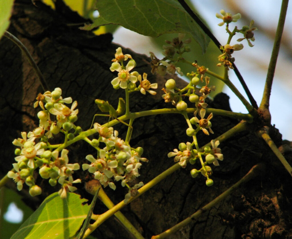 Soymida febrifuga fruit