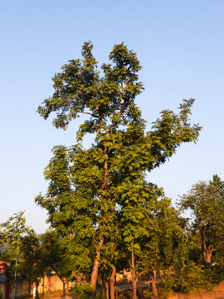 Tree soymida febrifuga